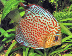 Cá cảnh đẹp