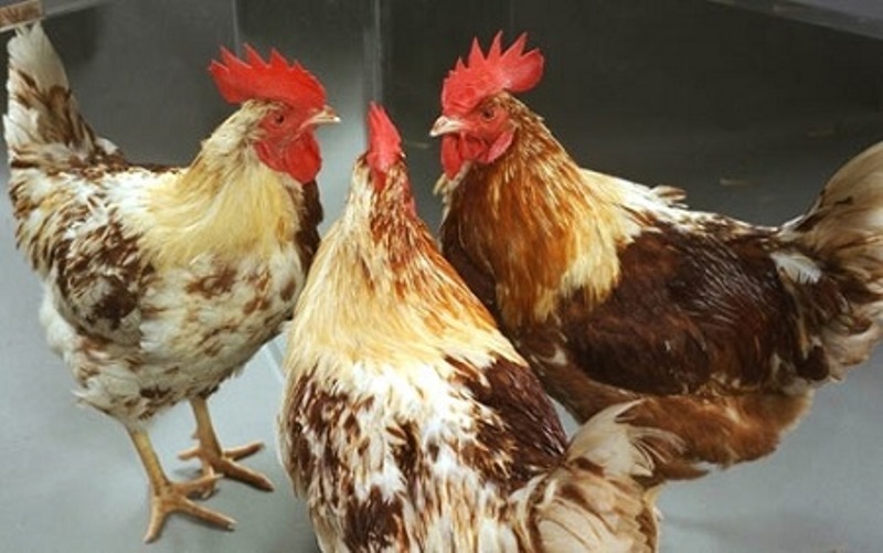 Chicken farm