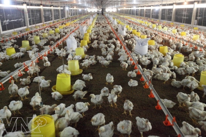 Chicken farm