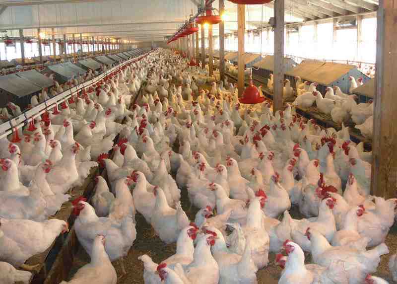 Chicken farm