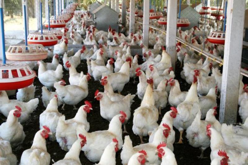 Chicken farm