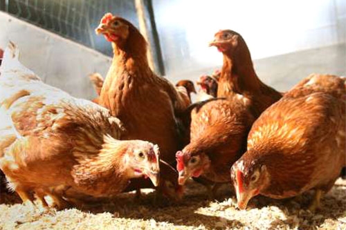 10 bệnh phổ biến ở gà