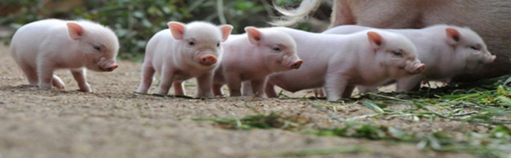 Biện pháp phòng và điều trị bệnh tiêu chảy ở lợn con
