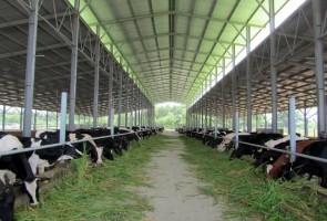 Phát triển bò sữa: Kỳ vọng bò sữa công nghệ cao