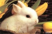 Chăn nuôi thỏ mang lại thu nhập cao